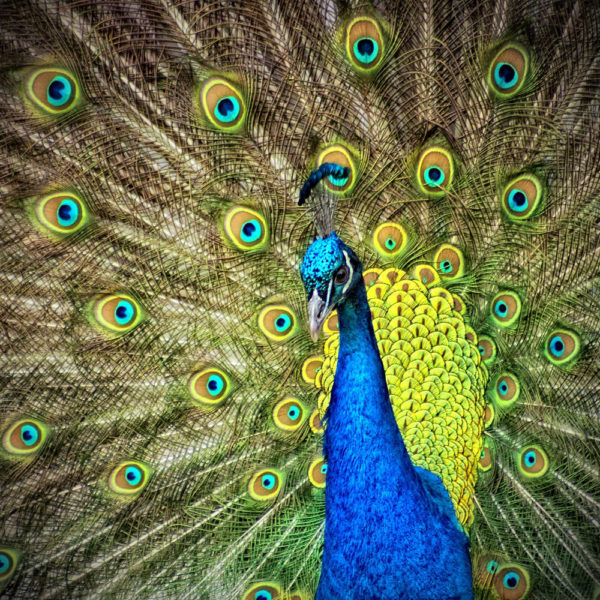 Peacock Wallpaper HD